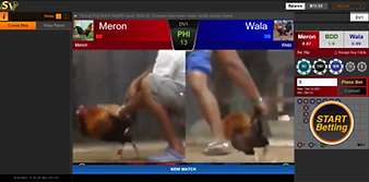 Online Cockfight in Cambodia Screenshot 1